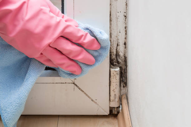 Best Commercial Mold Inspection  in Josephine, TX